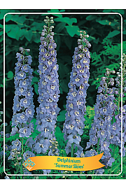 Delphinium Summer Skies Ø11