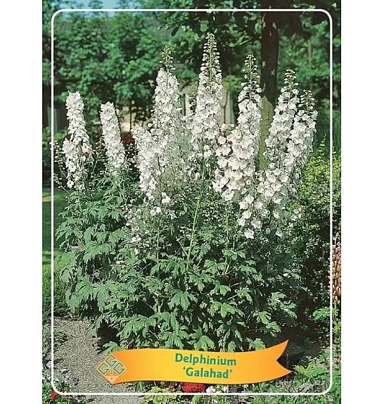 Delphinium Galahad Ø11