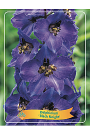 Delphinium Black Knight Ø11