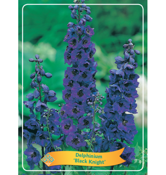 Delphinium Black Knight Ø11