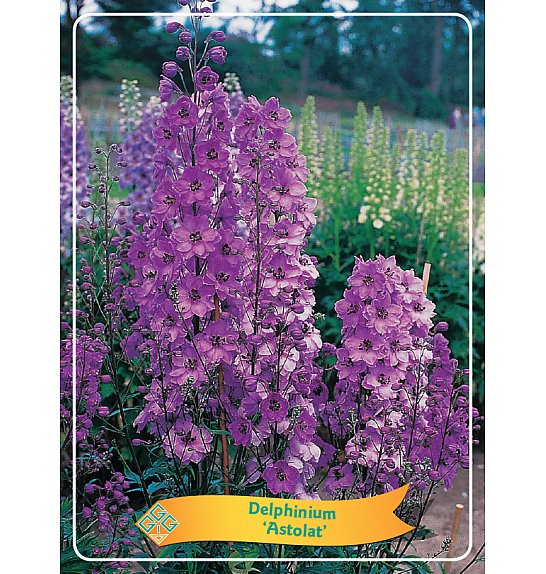 Delphinium Astolat Ø11