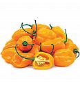 Čili Orange Fire (Habanero) Ø10,5