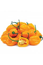 Čili Orange Fire (Habanero) Ø10,5