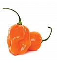Čili CE Habanero 'Magnum' Ø12