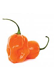 Čili CE Habanero 'Magnum' Ø12