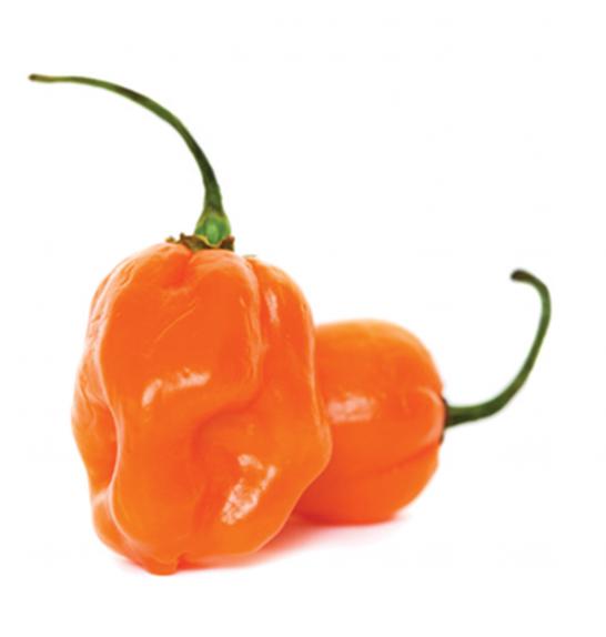 Čili CE Habanero 'Magnum' Ø12