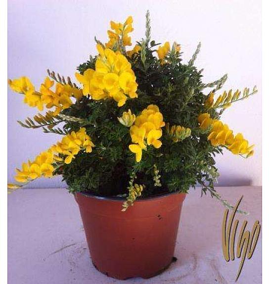 AROMA ALBENGA Cytisus hybrid