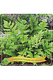 Cyrtomium fortunei var. clivicola C5 Lit.