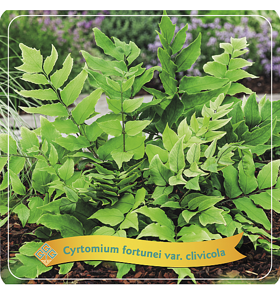 Cyrtomium fortunei var. clivicola C5 Lit.
