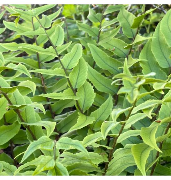 Cyrtomium fortunei var. clivicola C5 Lit.