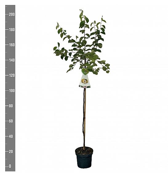 Cydonia oblonga Vranja C7,5 Lit. 175 -200 cm Na steblu 100 cm
