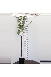 Cydonia oblonga Vranja C7,5 Lit. 175 -200 cm Na steblu 100 cm