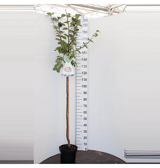 Cydonia oblonga Vranja C7,5 Lit. 175 -200 cm Na steblu 100 cm