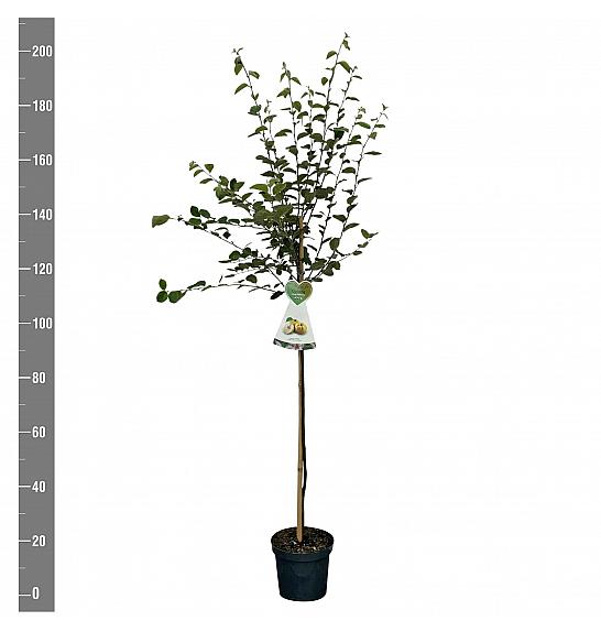 Cydonia oblonga Vranja C7,5 Lit. 125-150 cm