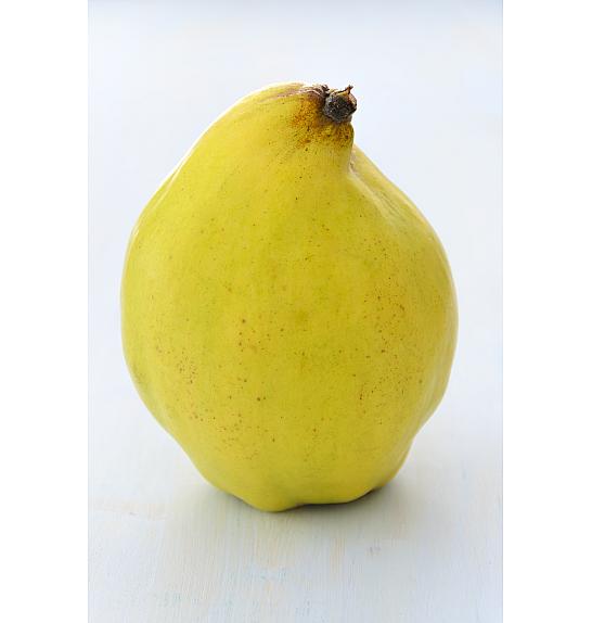 Cydonia oblonga Champion C5 Lit. 60-80 cm