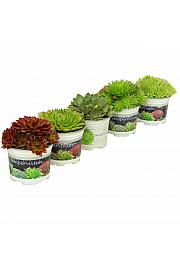 Sempervivum Ø 10,5 mix