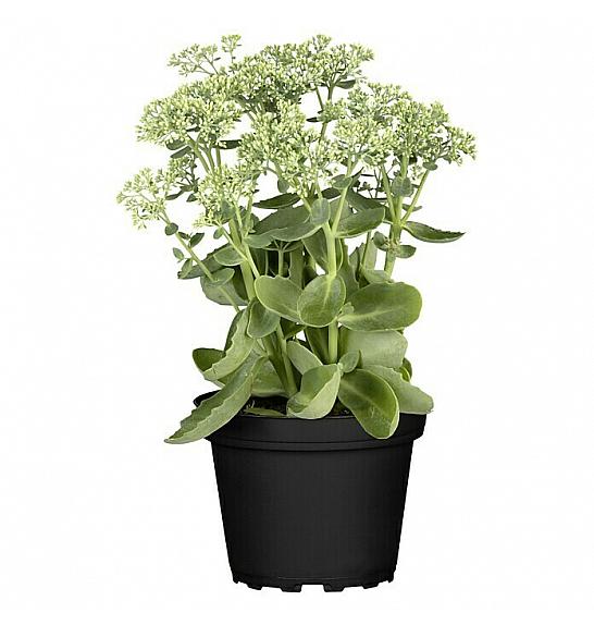 Trajnice Sedum Herbstfreude Ø12