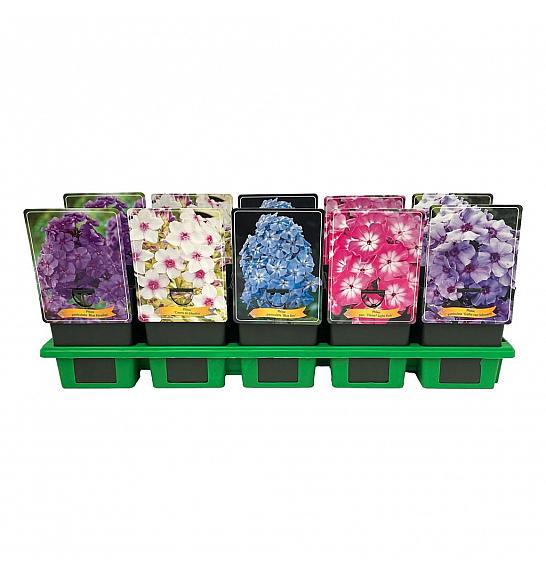 Phlox paniculata mix Ø11