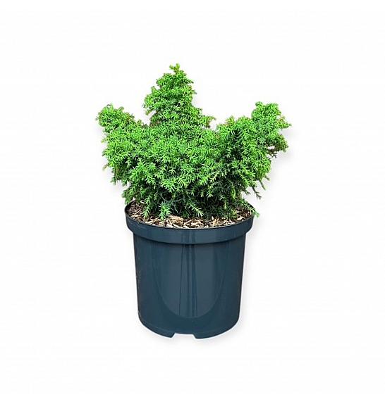Cryptomeria japonica Yokohama C2,5 Lit. 20-25 cm
