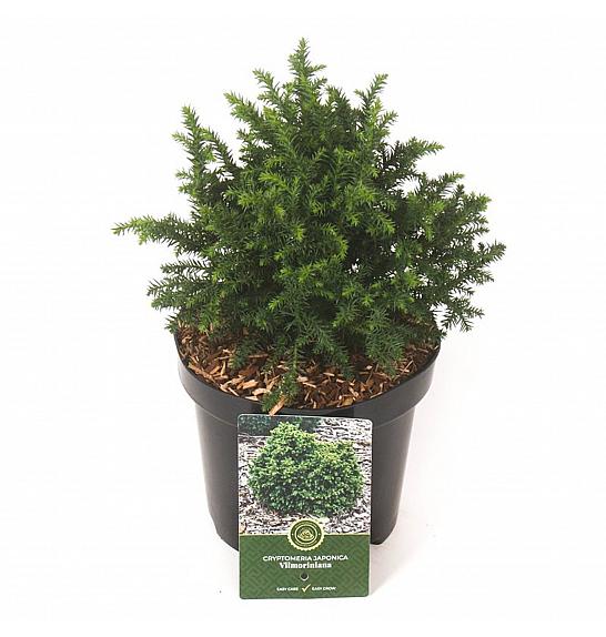 Cryptomeria japonica Vilmoriniana C2,5 Lit. 20-25 cm