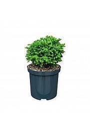 Cryptomeria japonica Vilmoriniana C2,5 Lit. 20-25 cm