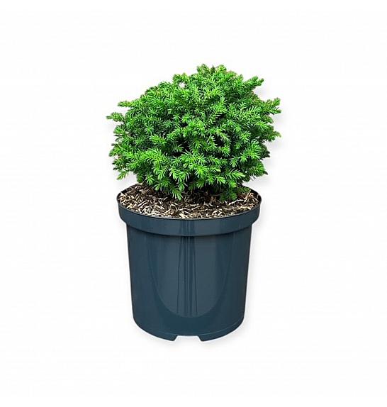 Cryptomeria japonica Vilmoriniana C2,5 Lit. 20-25 cm