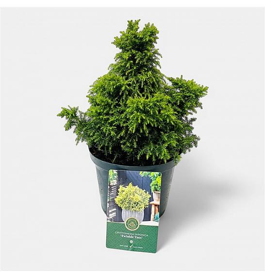 Cryptomeria japonica Twinkle Toes C2,5 Lit. 15-20 cm