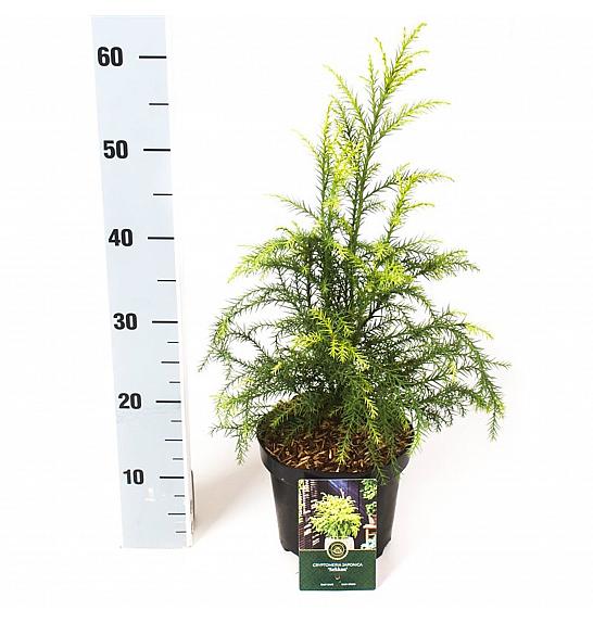 Cryptomeria japonica Sekkan C2,5 Lit. 25-30 cm