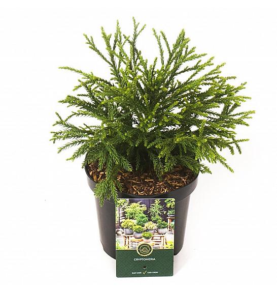 Cryptomeria japonica Little Champion C5 Lit. 30-40 cm