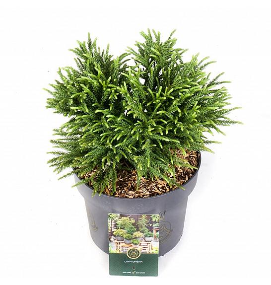 Cryptomeria japonica Little Champion C5 Lit. 30-40 cm