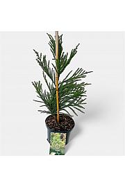 Cryptomeria japonica Kitayama C2,5 Lit. 30-40 cm