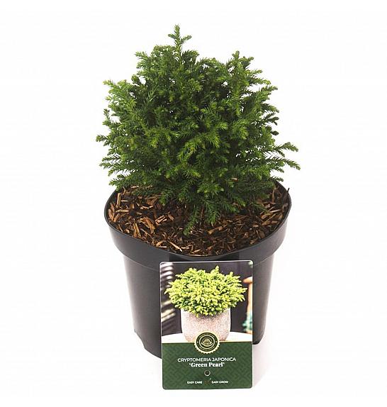Cryptomeria japonica Green Pearl C2,5 Lit. 15-20 cm