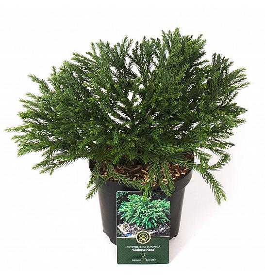 Cryptomeria japonica Globosa nana C2,5 Lit. 15-20 cm
