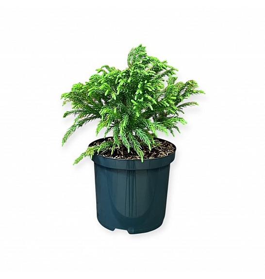 Cryptomeria japonica Globosa nana C2,5 Lit. 15-20 cm