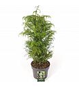 Cryptomeria japonica Elegans Viridis C5 Lit. 30-40 cm