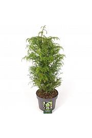 Cryptomeria japonica Elegans Viridis C5 Lit. 30-40 cm