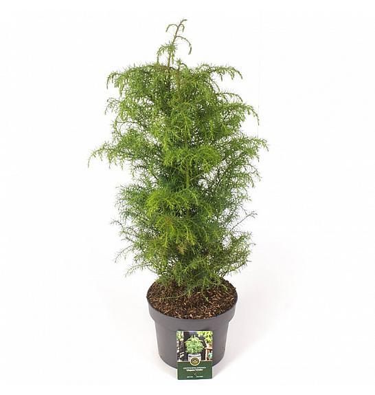 Cryptomeria japonica Elegans Viridis C5 Lit. 30-40 cm