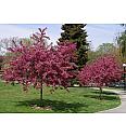 Crataegus laevigata Pauls Scarlet C7,5 Lit. Na steblu 120 cm