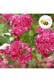Crataegus laevigata Pauls Scarlet C7,5 Lit. 100-125 cm (55809)