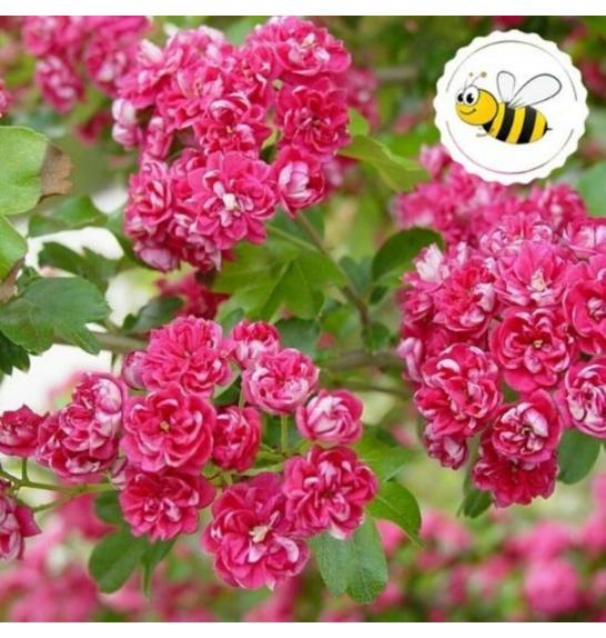 Crataegus laevigata Pauls Scarlet C7,5 Lit. 100-125 cm (55809)