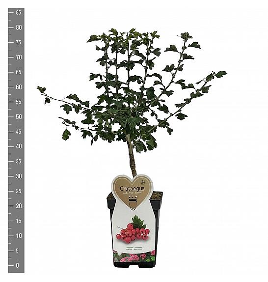 Crataegus laevigata Pauls scarlet C5 Lit. 60-80 cm
