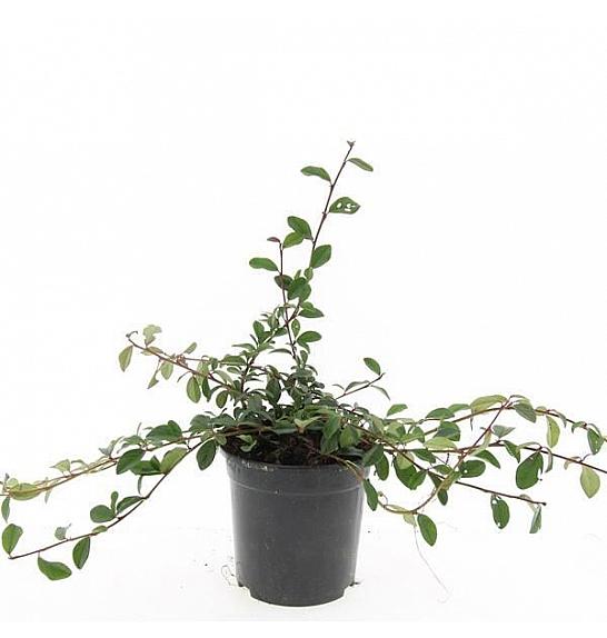 Cotoneaster dammeri C1,5 Lit. 20-25 cm