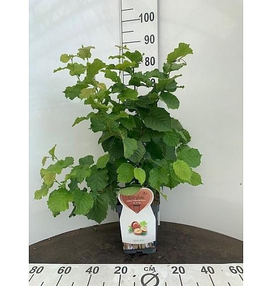 Corylus avellana Hallesche Riesen C5 Lit. 40-60 cm