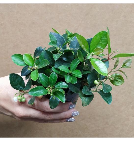 Gaultheria procumbens Ø9