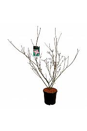 Cornus kousa Satomi C15 Lit. 100-125 cm