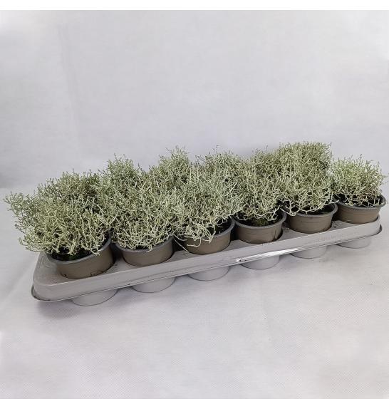 Calocephalus brownii Silver Ø9