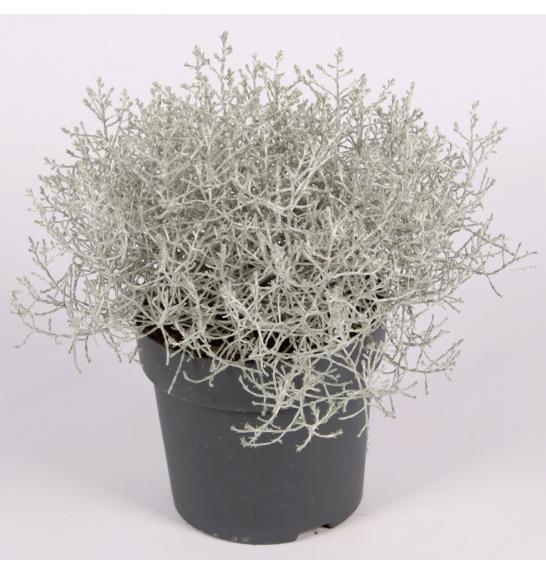Trajnice Calocephalus brownii Silver Ø13