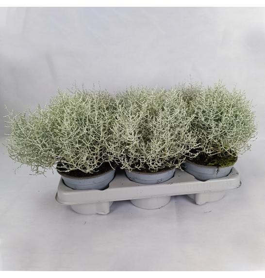 Trajnice Calocephalus brownii Silver Ø12