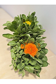 Calendula Ø14