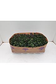 Aster Novi Belgii Ø 10,5 mix